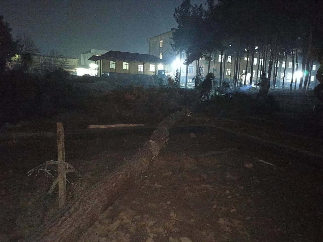 Перинатал маркази ҳовлисида кесилган дарахтлар