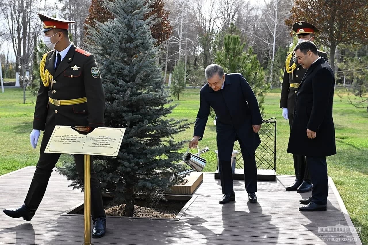Shavkat Mirziyoyev archa ko'chatiga suv quymoqda